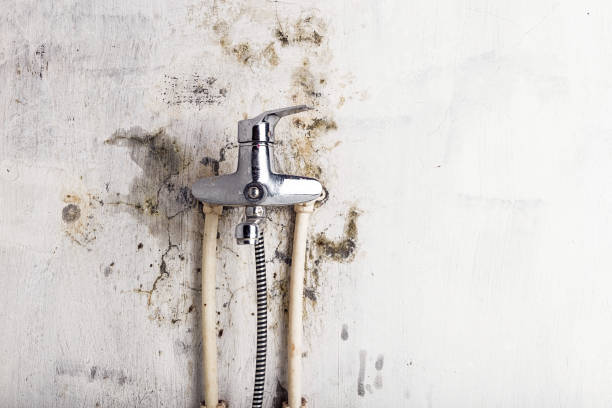 Mold Testing and Removal in Anderson, IN