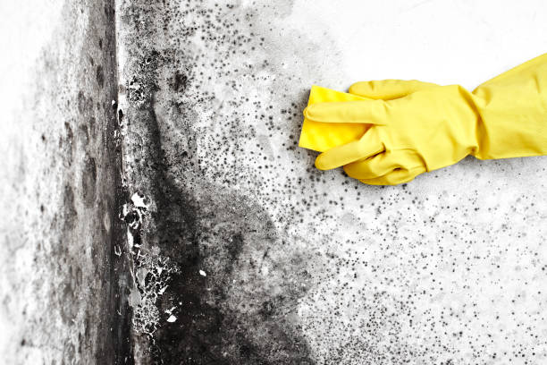 Office Mold Removal Services in Anderson, IN