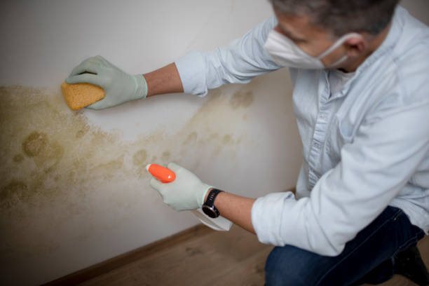 Best Fast Mold Removal  in Anderson, IN