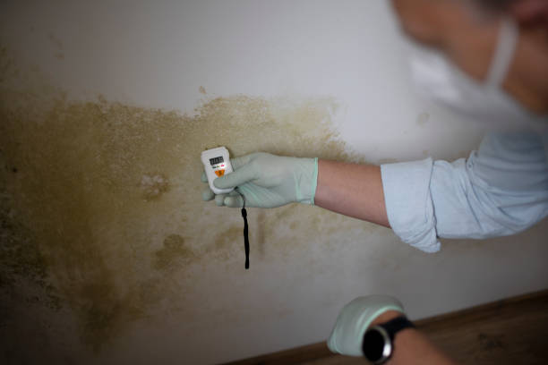 Best Mold Removal Process  in Anderson, IN