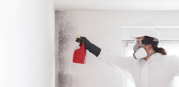Best Local Mold Removal Service  in Anderson, IN
