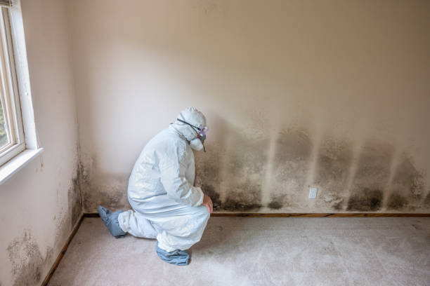 Mold Removal Process in Anderson, IN