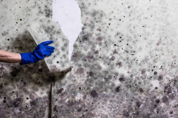 Best Attic Mold Removal  in Anderson, IN